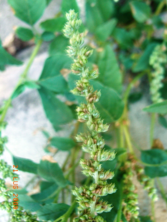 Amaranthus deflexus / Amaranto prostrato
